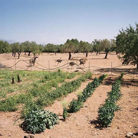 Agroturismo Es Quatre Cantons Binissalem Eksteriør bilde